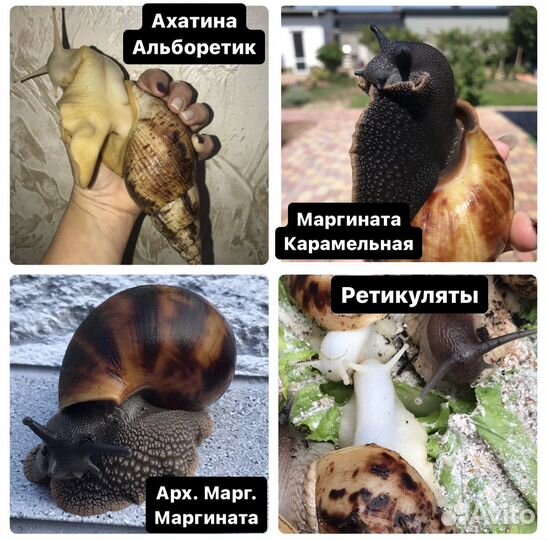 Улитки Ахатины, Архахатины (кальций, мох)