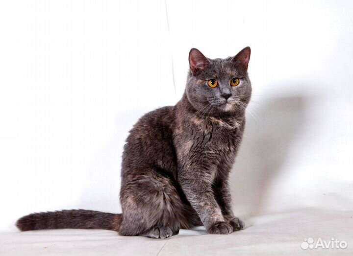 Эта кошь найдет ключик к вашему сердцу