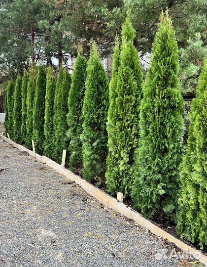 Туя с бесплатной доставкой