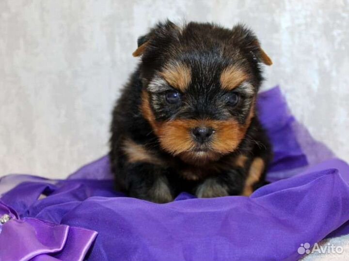 Йоркширский терьер щенки