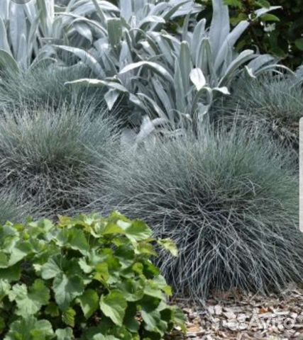 Овсяница голубая