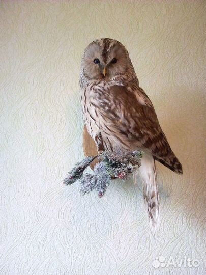 Чучела зверей и птиц