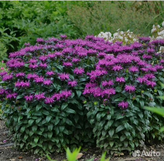 Монарда (бергамот)