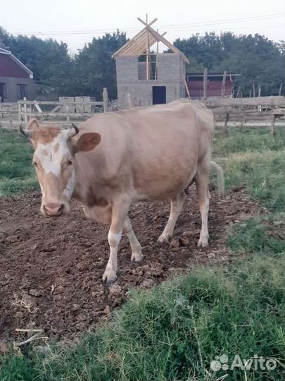 Бычок карова