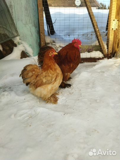 Китайские шелковые куры