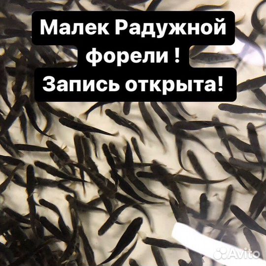 Малек форели