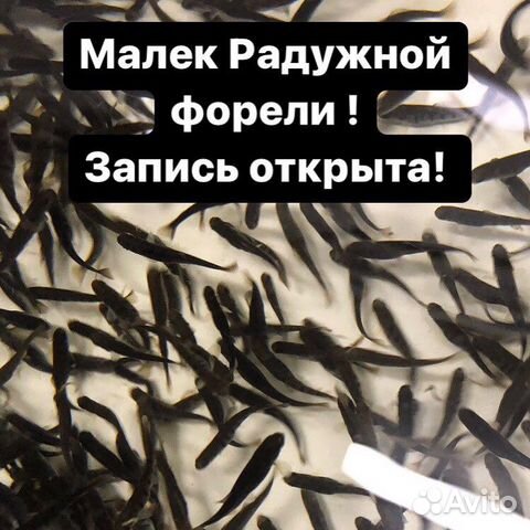 Малек форели