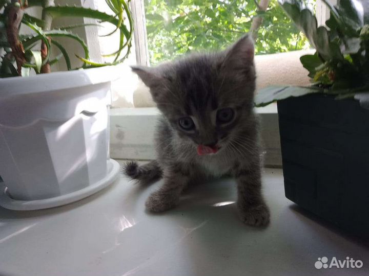 Кошки в добрые руки бесплатно