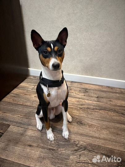 Басенджи вязка