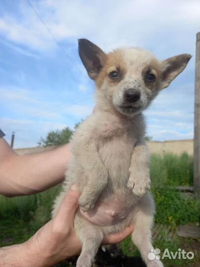 Щенок мальчик