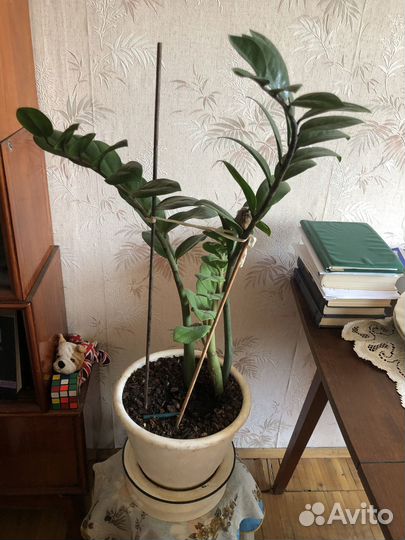 Замиокулькас