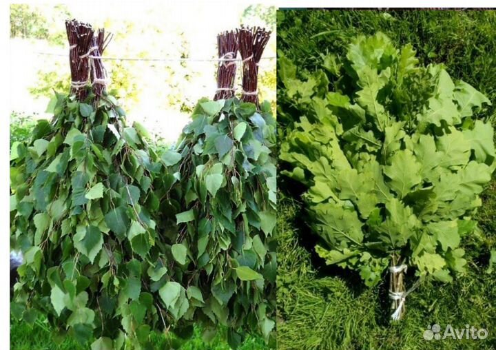 Веники банные берёза 2023