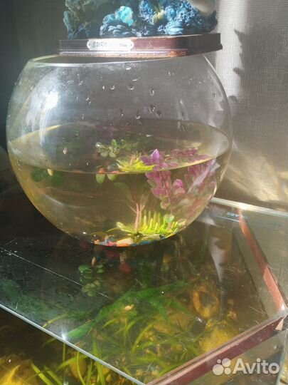 Аквариум с рыбками, компрессор