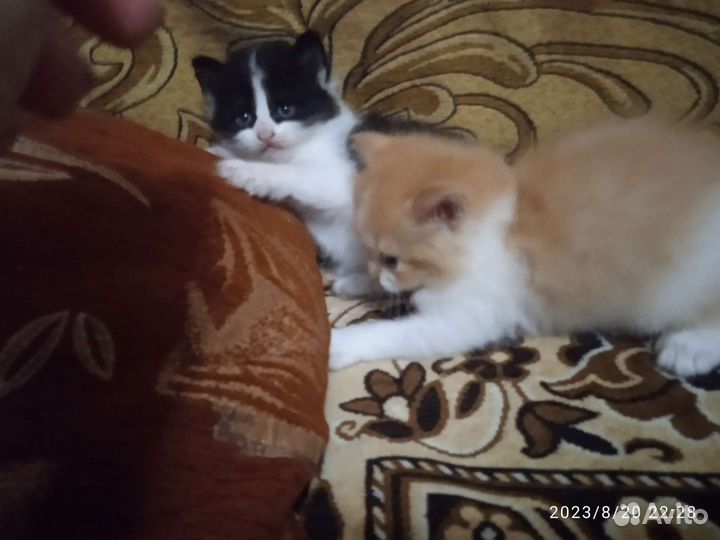Кошки в добрые руки
