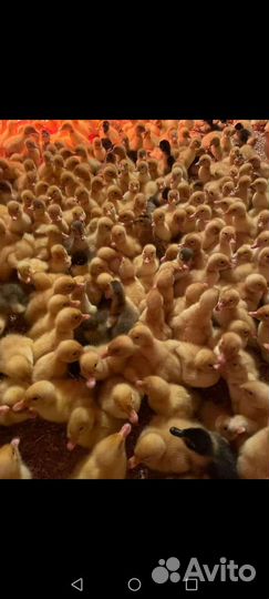 Утята, гусята, куры, бройлер