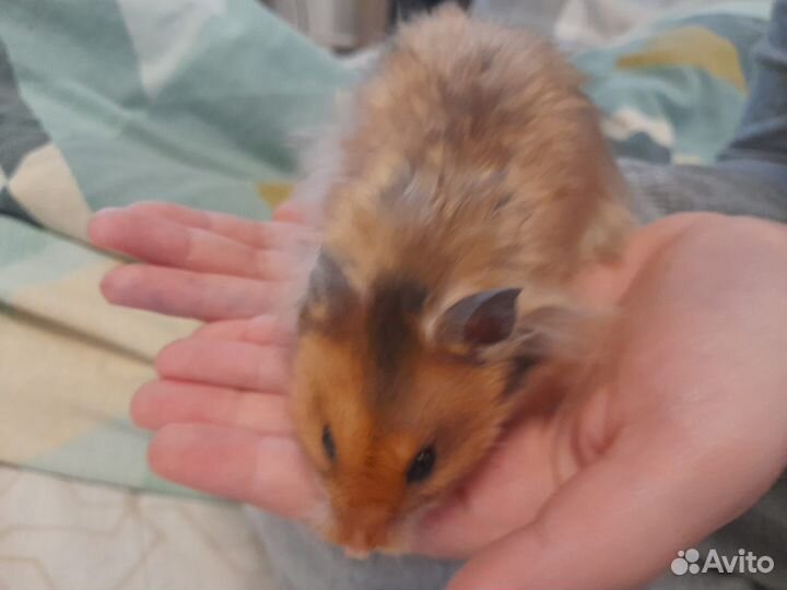 Сирийский хомяк бесплатно