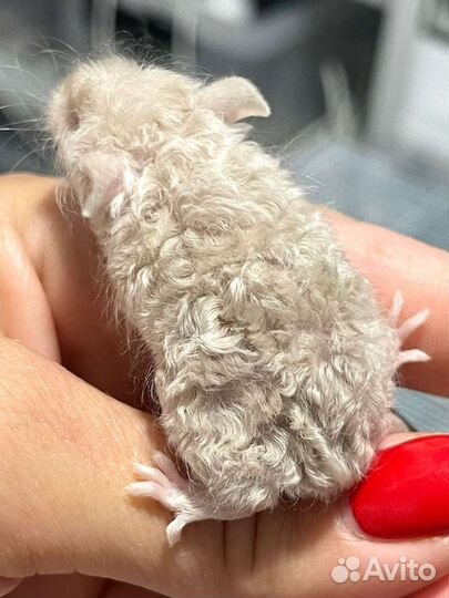 Тексельный мышонок Рекс