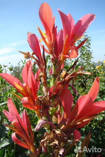 Многолетники окс, список в тексте, Саженцы