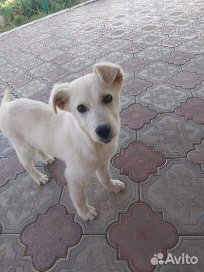 Собака в добрые руки отдам бесплатно