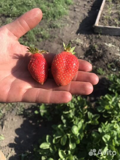 Саженцы клубники