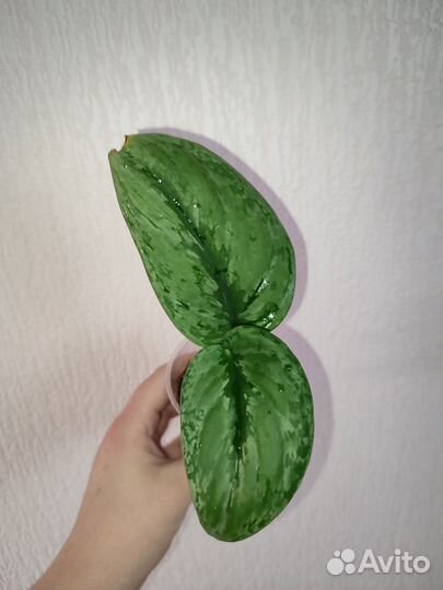 Растения