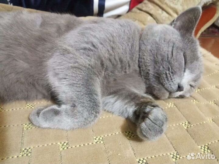 Кошка в дар бесплатно