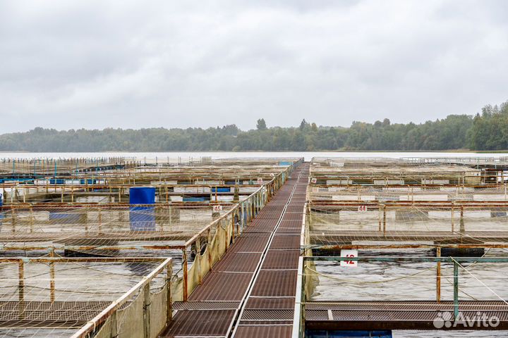 Форелевая ферма-хозяйство