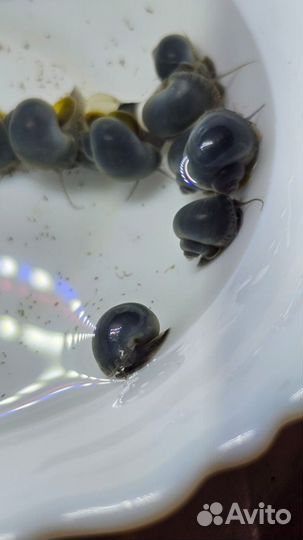 Ампулярия голубая