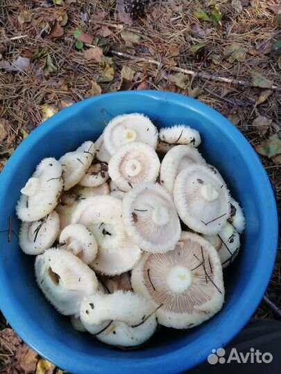 Грузди- солёные