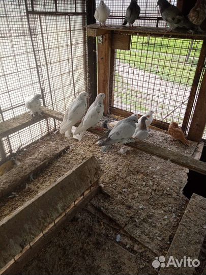 Голубятня продажа с голубями