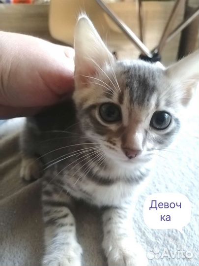 Бенгальский котик