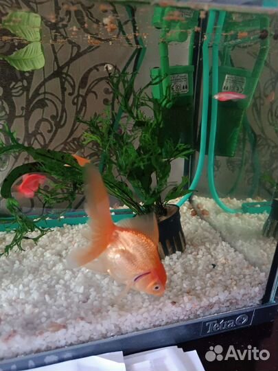 Золотоя рыбка