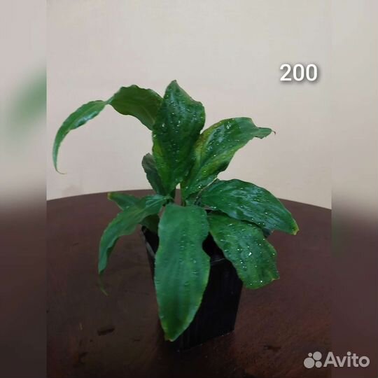 Женское счасть(в народе)