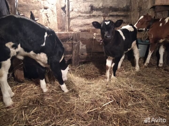 Корова, бычок