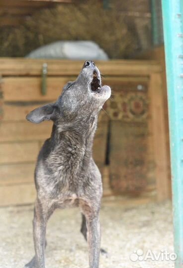 Буча тоже хочет жить. Приют Некрасовка
