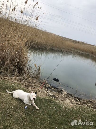 Амстаф крупный вязка