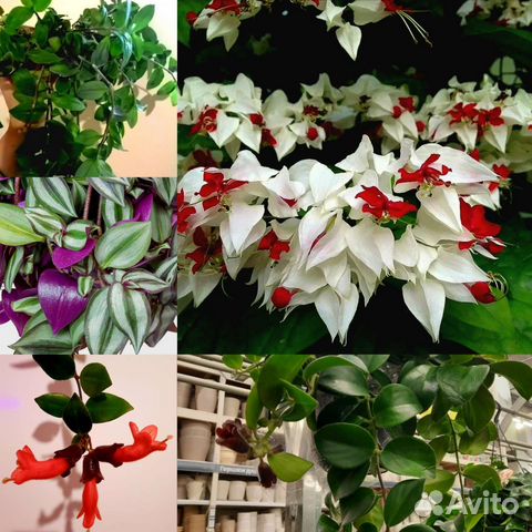 Традесканции Клеродендрум Эсхинантус. Ампельные