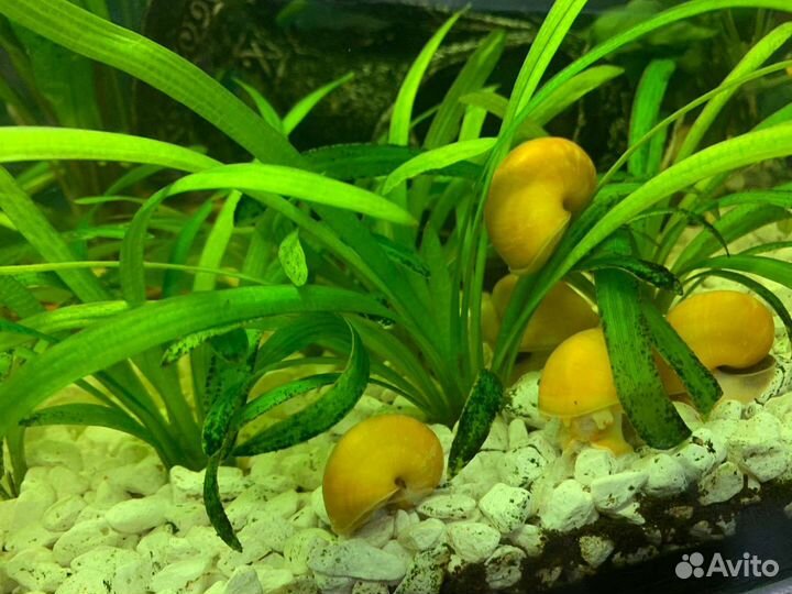 Аквариумные рыбки