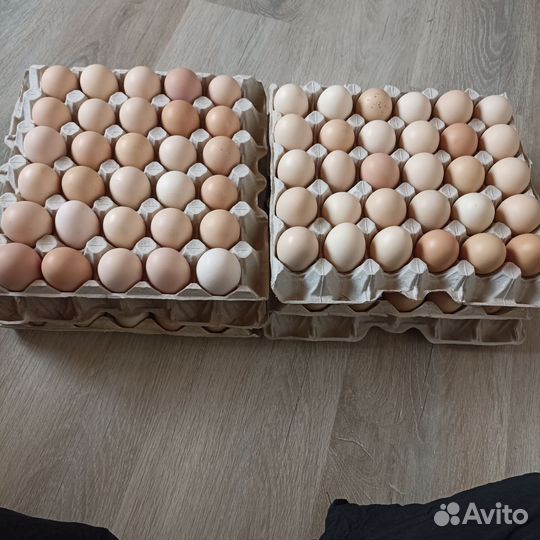 Домашние куриные яйца