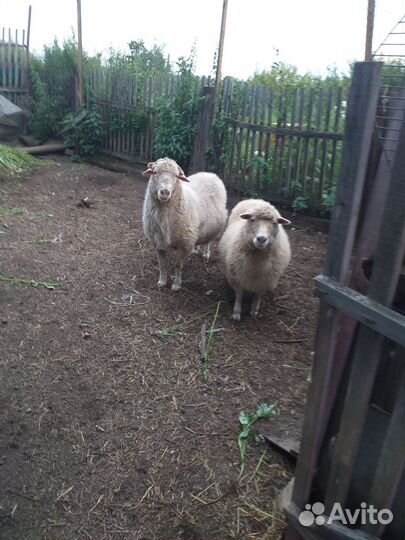 Овцы бараны