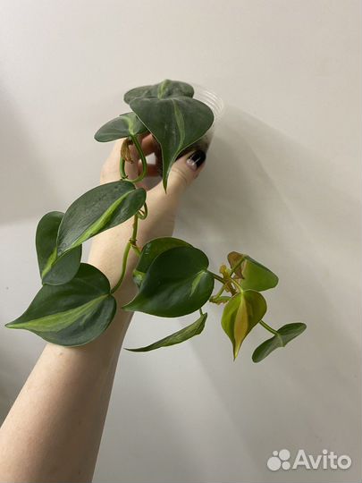 Филодендроны разные