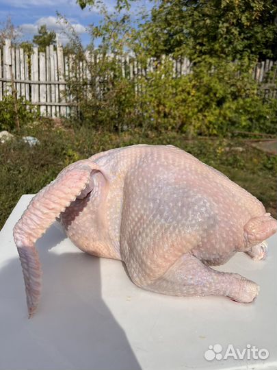 Индюки на мясо