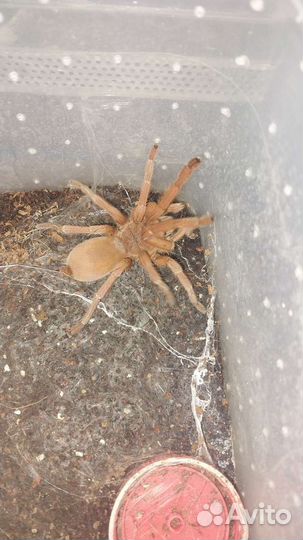 Паук птицеед