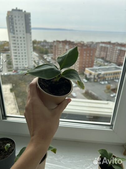 Банан киевский карлик