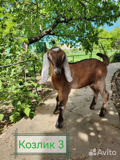 Нубийские козы