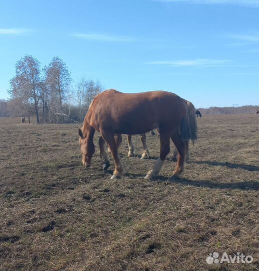 Лошади