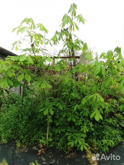 Деревья,Каштан конский