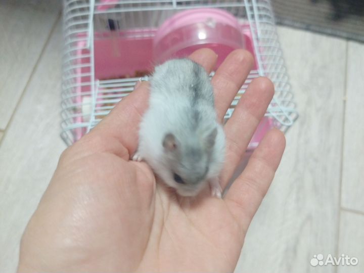 Джунгарский хомяк с клеткой