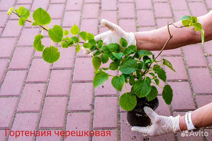 Гортензия черешковая, крупнолистная, Невеста