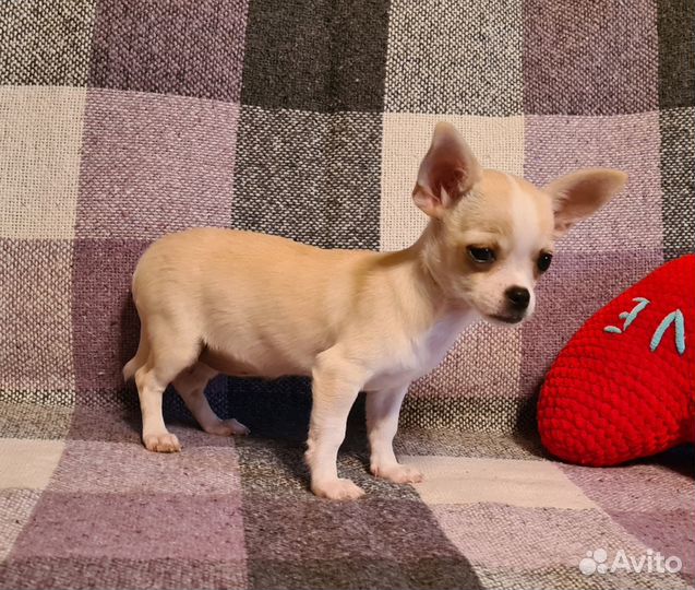 Чихуахуа девочка